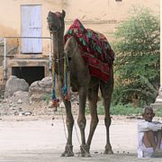 Viaggio breve Agra Rajasthan
