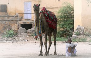 Viaggio breve Agra Rajasthan