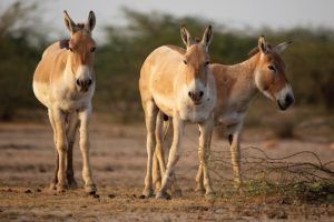 Gujarat tra deserto pastori nomadi Gandhi