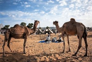 fiera dei cammelli di Pushkar