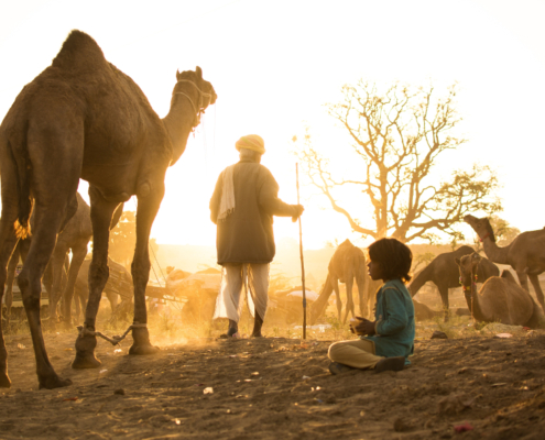 cammelli di Pushkar