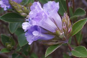 Kurinji i fiori che sbocciano ogni 12 anni