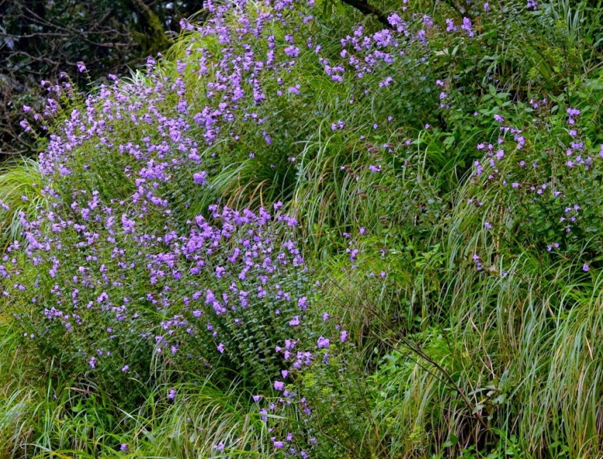 Kurinji i fiori che sbocciano ogni 12 anni