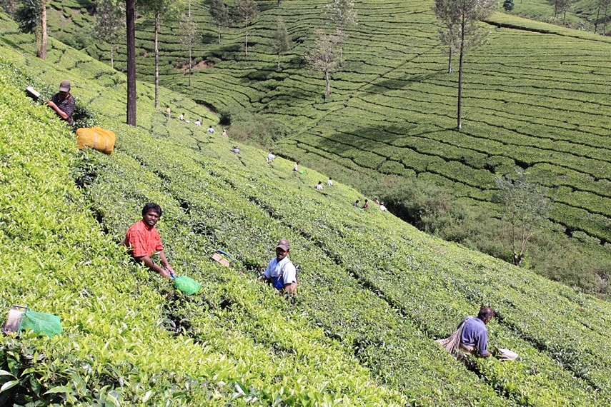 Munnar e le piantagioni di tè