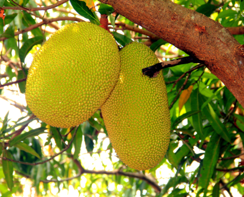 Jackfruit il frutto più grande in natura