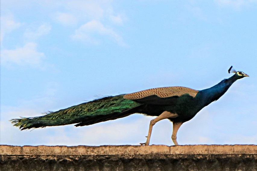 pavone uccello nazionale dell’India
