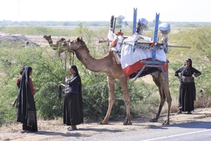 Rabari comunità nomade