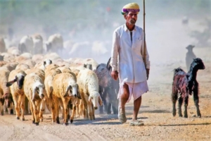 Bishnoi la comunità ambientalista del Rajasthan