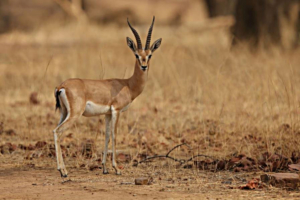 parchi naturali del Madhya Pradesh