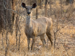 parchi naturali del Madhya Pradesh