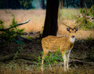 parchi naturali del Madhya Pradesh