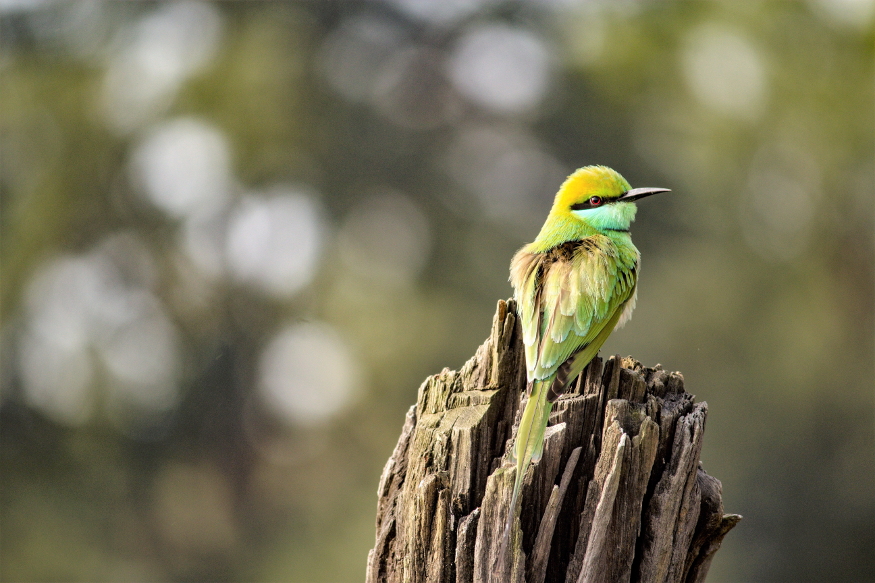 parchi naturali del Madhya Pradesh