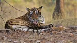 parchi naturali del Madhya Pradesh