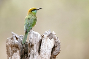 viaggio madhya pradesh cultura natura