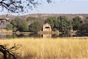 safari in India