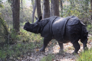 Chitwan National Park