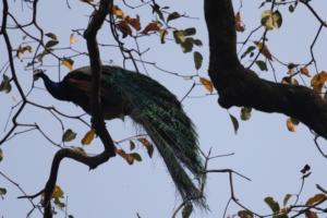 Chitwan National Park