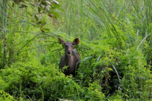 Chitwan National Park