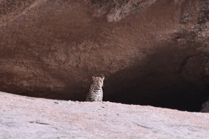 India leopardo Bera
