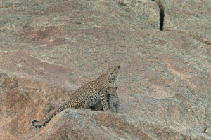 Leopardo di Bera