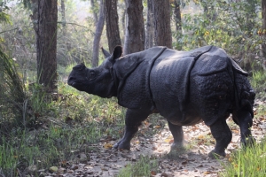 Parco Nazionale di Chitwan