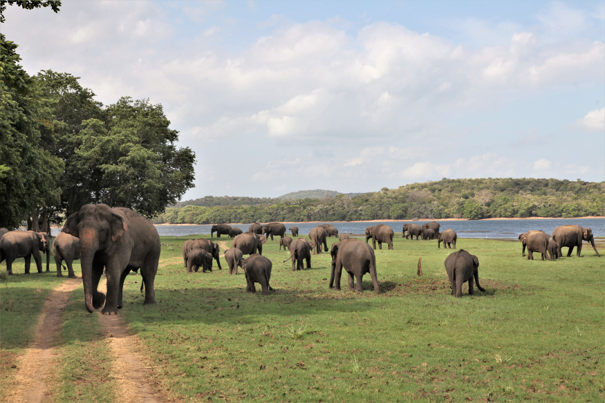 Viaggio in Sri Lanka