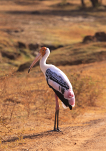 Parco Nazionale di Yala