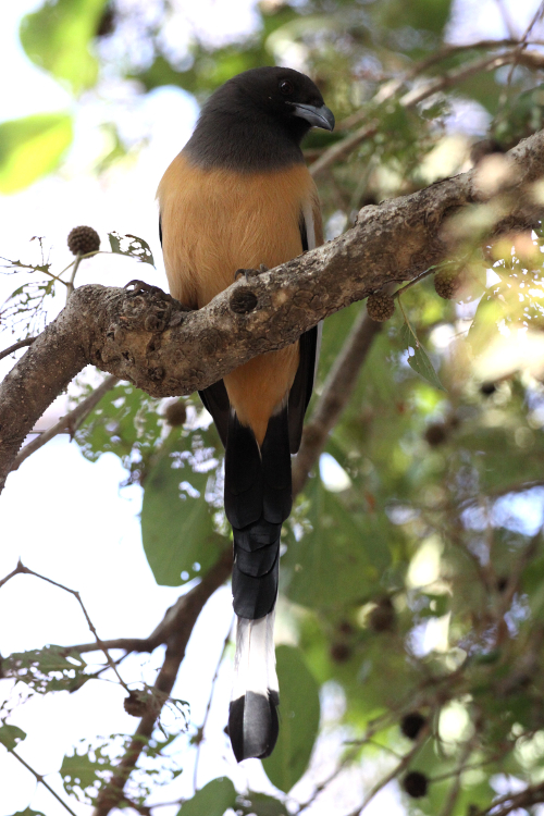 Rajasthan parco Ranthambore