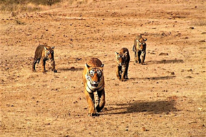 Rajasthan parco Ranthambore