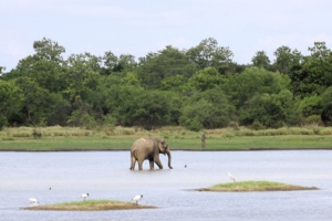 Sri Lanka parchi
