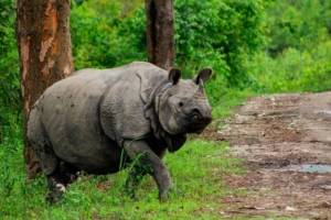 Viaggio Assam natura cultura