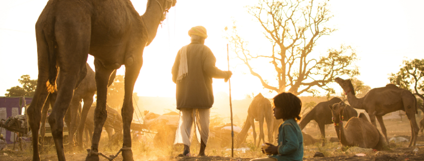 cammelli di Pushkar