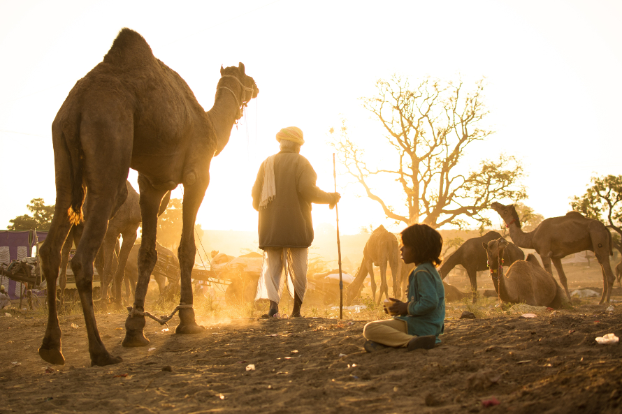 cammelli di Pushkar