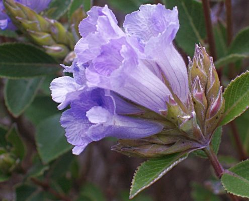 Kurinji i fiori che sbocciano ogni 12 anni