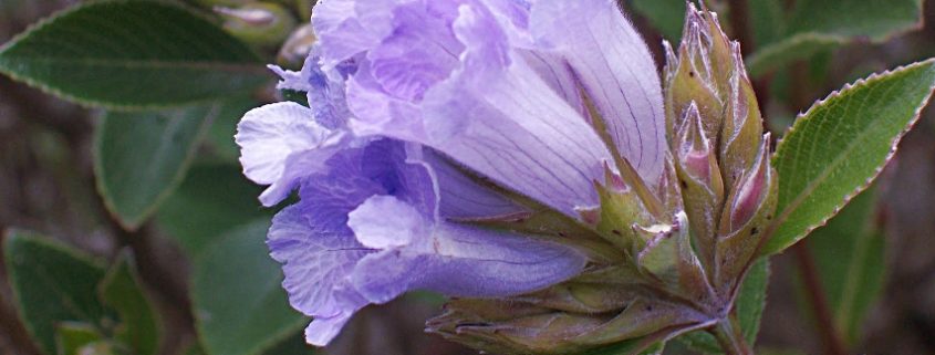 Kurinji i fiori che sbocciano ogni 12 anni