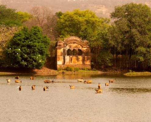 Viaggio Rajasthan e Ranthambore