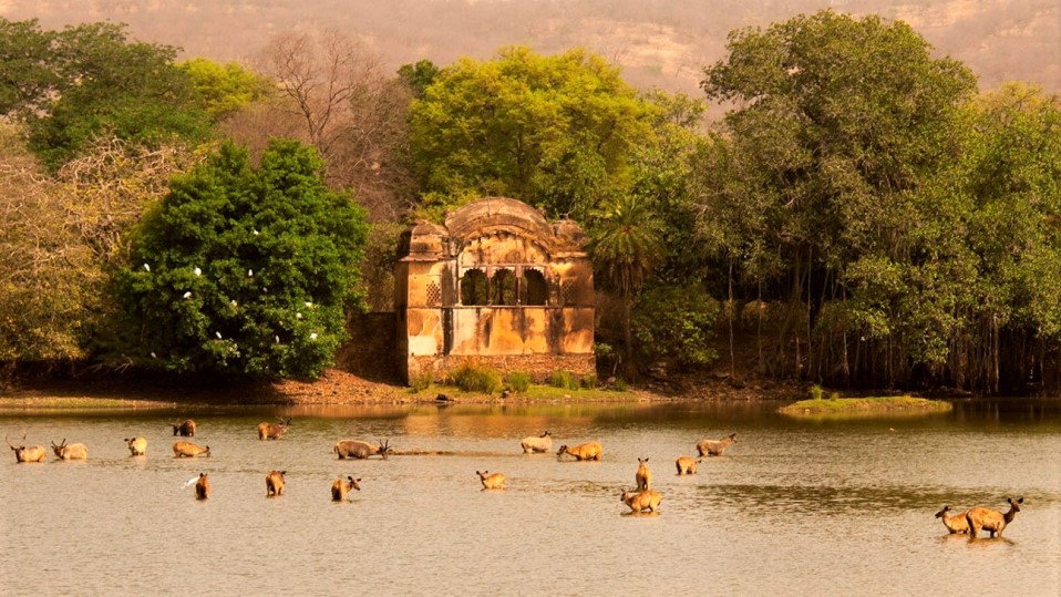 Viaggio Rajasthan e Ranthambore