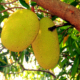 Jackfruit il frutto più grande in natura