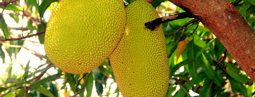 Jackfruit il frutto più grande in natura