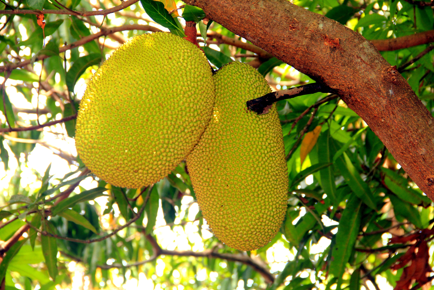 Jackfruit il frutto più grande in natura