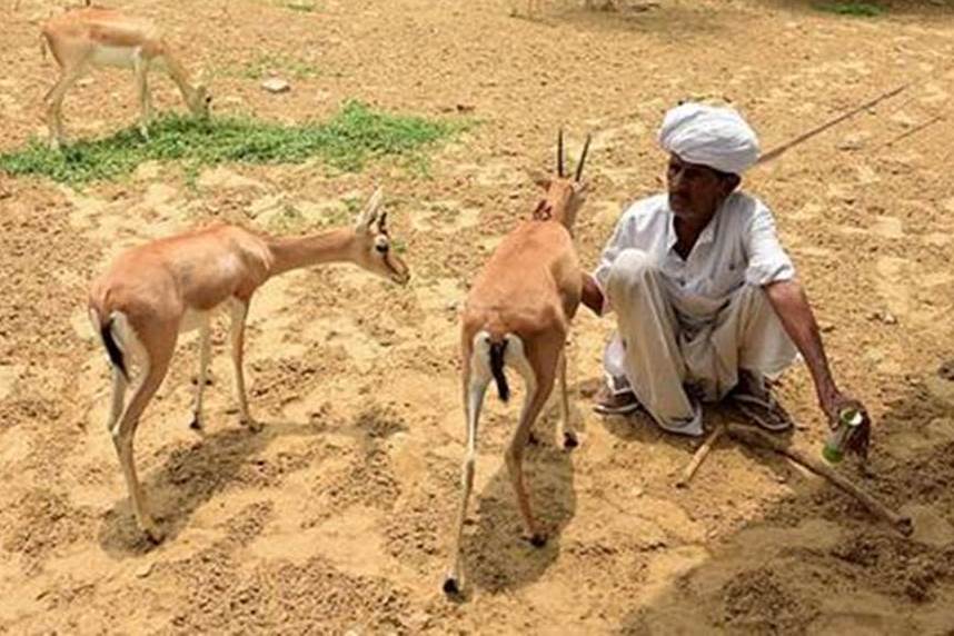 Bishnoi la comunità ambientalista 