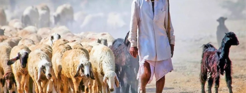 Bishnoi la comunità ambientalista del Rajasthan