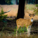 parchi naturali del Madhya Pradesh