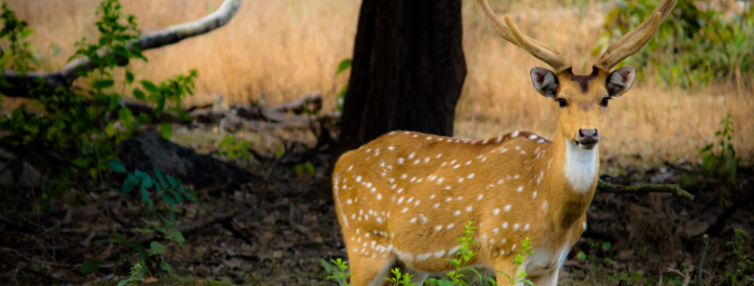 parchi naturali del Madhya Pradesh