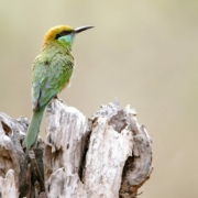 viaggio madhya pradesh cultura natura