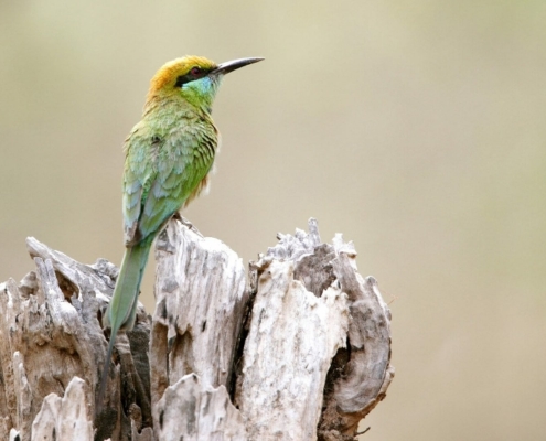 viaggio madhya pradesh cultura natura