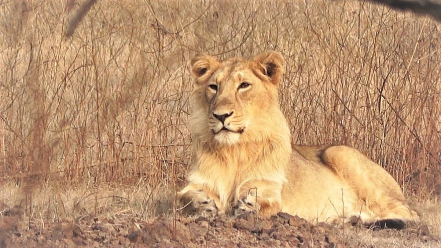 safari in India