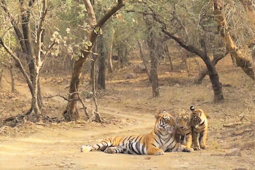 Safari in India