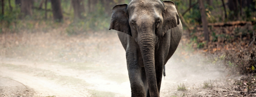 safari in India