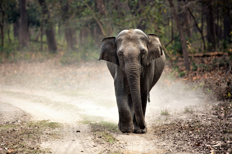 safari in India